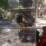 پرنده سرای امامی