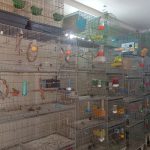 پرنده سرای امامی